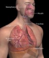 /album/photogallery/a300px-3dscience-respiratory-labeled-1-jpg/